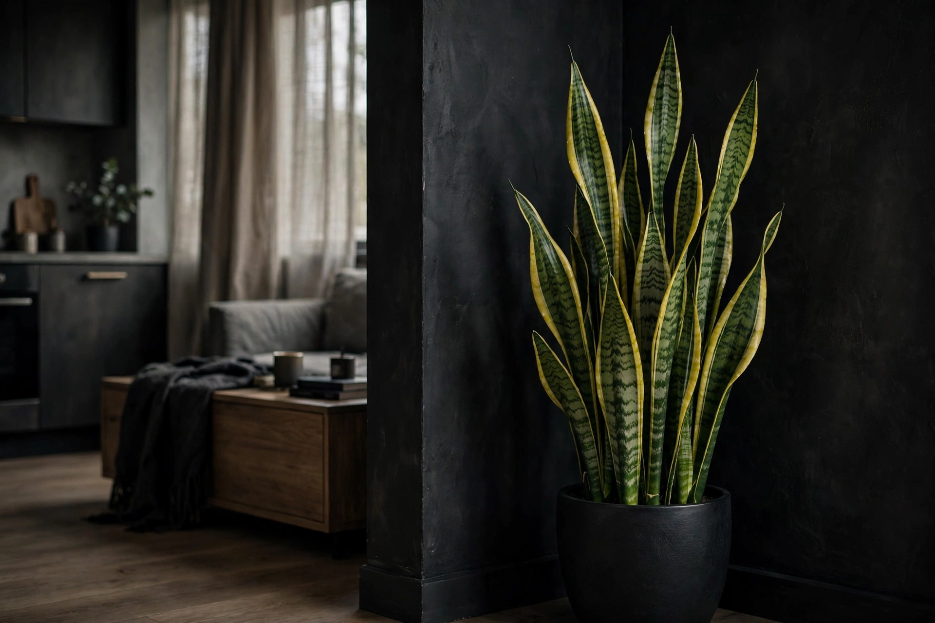 Tall snake plant with stiff upright variegated leaves in a black pot in a dim studio apartment corner